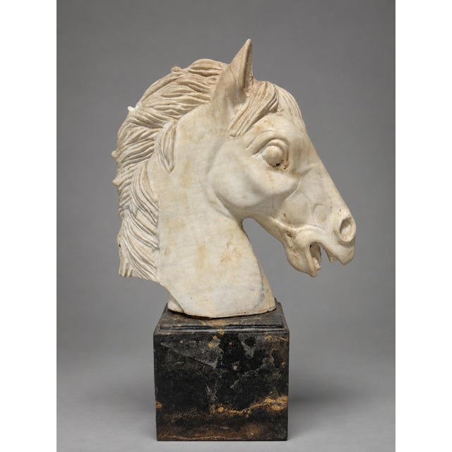 Grand Tour–Style Marble Horse Head on a Marble Plinth, Italian C. 1900 For Sale - Image 9 of 14