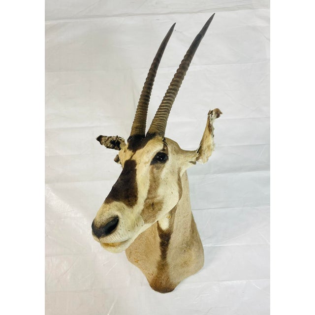 Figurative Vintage Mounted Antelope Taxidermy Wall Mount With Long Horns, Estate Find For Sale - Image 3 of 18