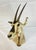 Figurative Vintage Mounted Antelope Taxidermy Wall Mount With Long Horns, Estate Find For Sale - Image 3 of 18