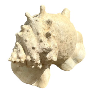 Vintage Monumental Plaster Over Resin Conch Shell
