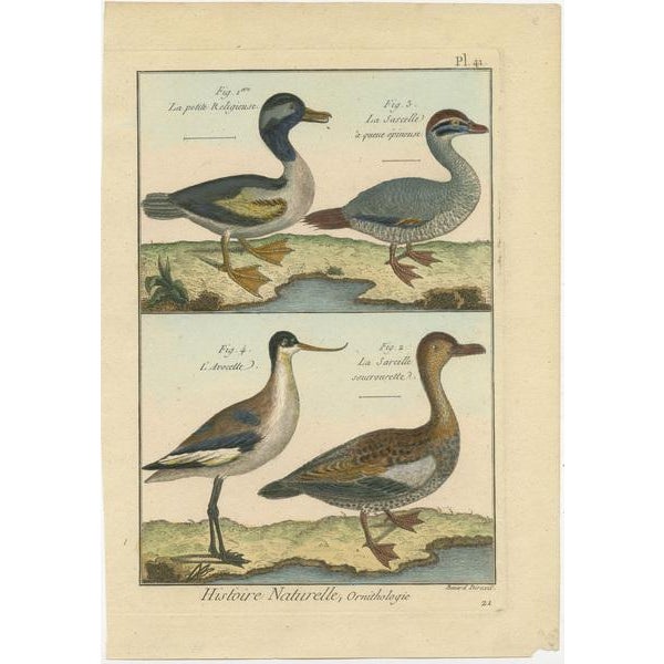 An authentic, perfect and bright, originally hand-colored, illustration of 3 Ducks and an Avocet, on parchment paper...