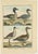 An authentic, perfect and bright, originally hand-colored, illustration of 3 Ducks and an Avocet, on parchment paper...