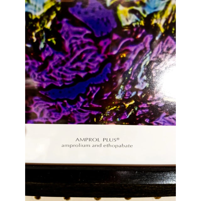 1970s Scientific Photomicrography Prints by Jack Kath Set of 4 For Sale - Image 5 of 12