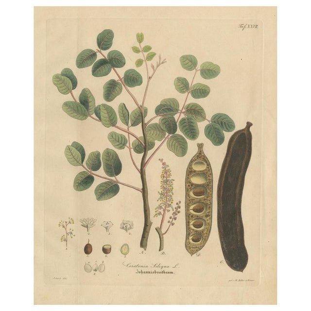 Antique Carob Botanical Print Ceratonia Siliqua, 1831 For Sale - Image 10 of 10