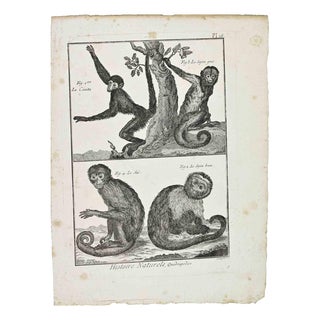Buffon, Monkeys, The Coata; The Grey Sajou; The Brown Sajou\., 1700s, Etching For Sale