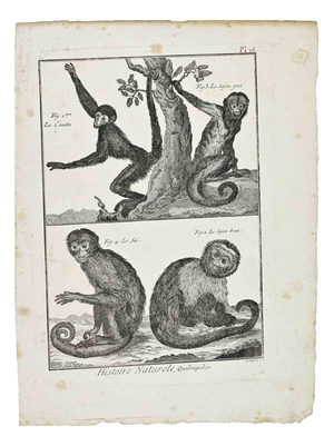 Buffon, Monkeys, The Coata; The Grey Sajou; The Brown Sajou\., 1700s, Etching