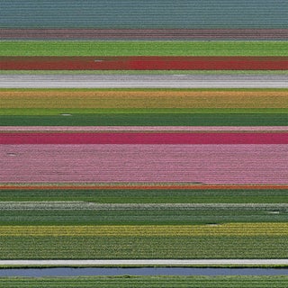 "AV_Tulip_Fileds_014" Contemporary Limited Edition Fine Art Photograph Print by Bernhard Lang For Sale