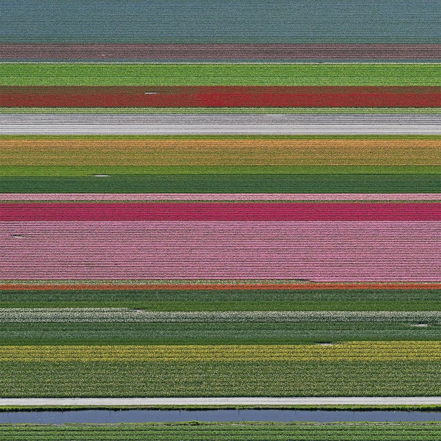 "AV_Tulip_Fileds_014" Contemporary Limited Edition Fine Art Photograph Print by Bernhard Lang For Sale