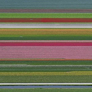 "AV_Tulip_Fileds_014" Contemporary Limited Edition Fine Art Photograph Print by Bernhard Lang