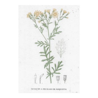 1828 French Floral Botanical Engraving For Sale