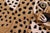 Tan Contemporary Baby Leopard Animal Design Area Rug For Sale - Image 8 of 13