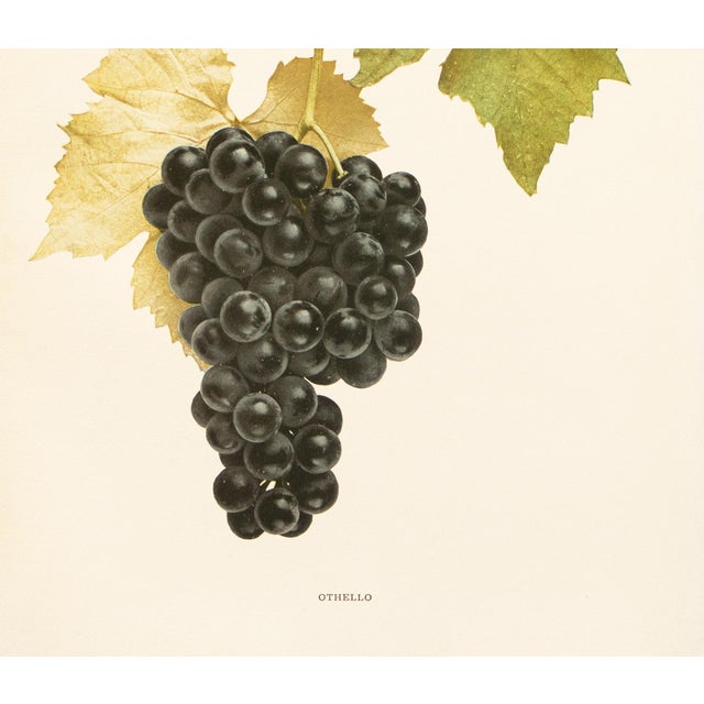 1900s U. P. Hedrick, Original Antique Photogravure of Othello Grapes For Sale - Image 4 of 7
