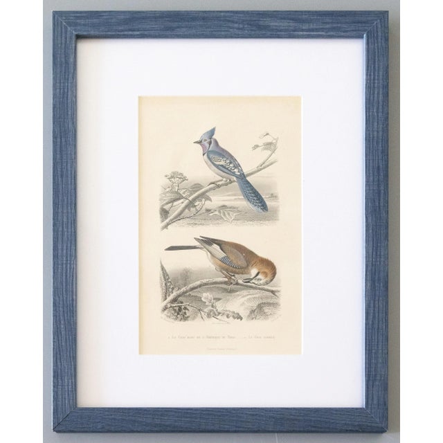 French Country Custom Framed Antique Bird Engravings - Set of Two For Sale - Image 3 of 12