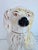 A taller Staffordshire to add to your collection. This one is glazed in a nice golden blonde with a black nose and rusty...