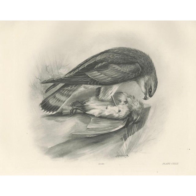 Antique Merlin Falcon with Prey Print by Lilian M. Medland, 1908 For Sale - Image 3 of 10