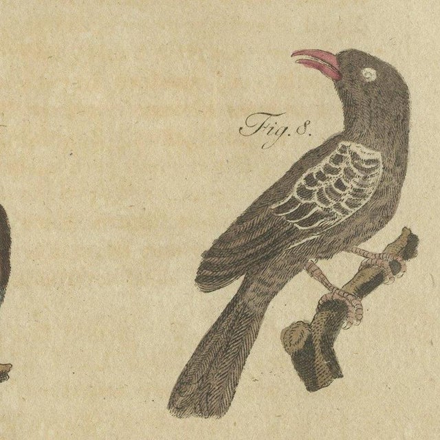 Bertuch, Eight Cuckoos from Around the World, 1805, Print For Sale - Image 9 of 12