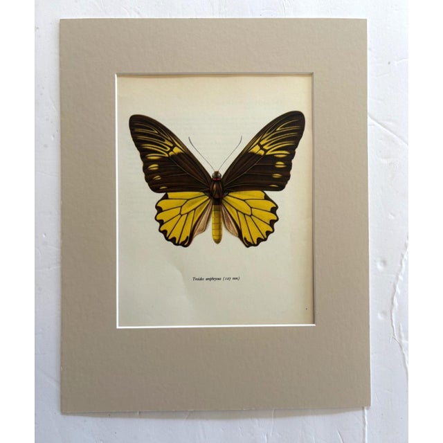 Realism Vintage 1965 Butterfly Print in 11x14 Mat: Troides Amphrysus (Cramer), EUC For Sale - Image 3 of 3
