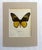 Realism Vintage 1965 Butterfly Print in 11x14 Mat: Troides Amphrysus (Cramer), EUC For Sale - Image 3 of 3