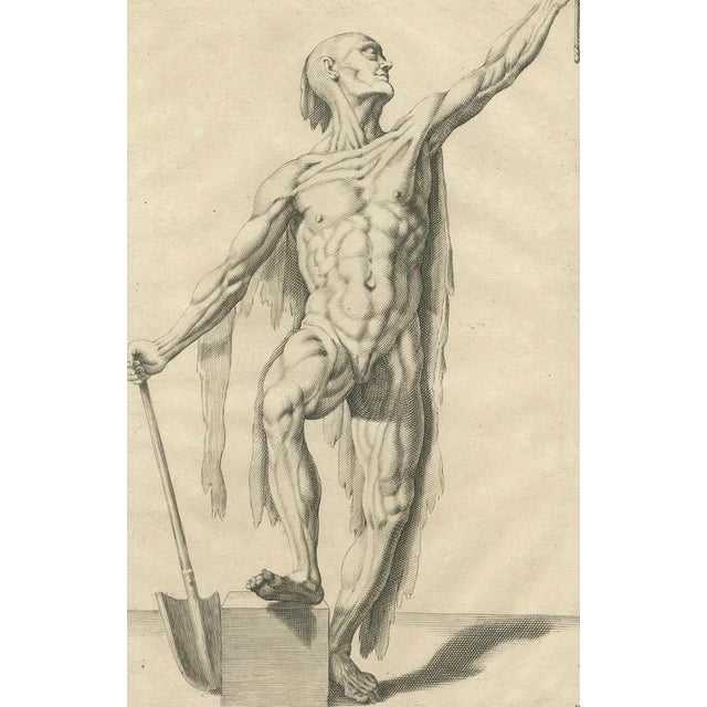 Anatomical Male Figure Study with Raised Arm, 1745, Paper For Sale - Image 6 of 10