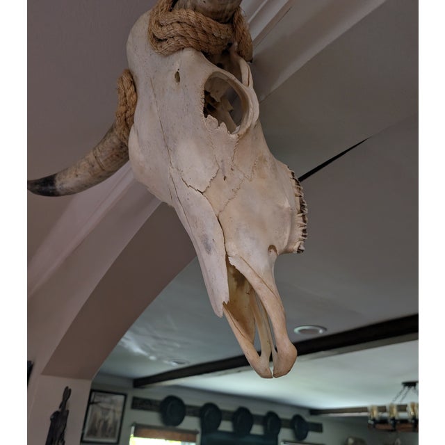 American Authentic Texas Longhorn Skull For Sale - Image 3 of 6