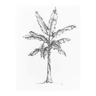 Original Black & White Drawing "Banana Tree" For Sale