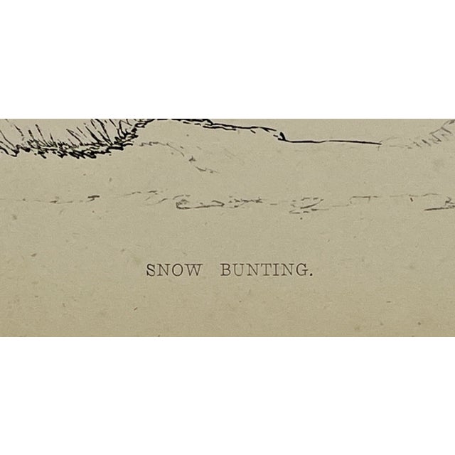 Antique Hand Colored Bird Print From England Showcasing a Snow Bunting - Circa 1888 For Sale - Image 9 of 11