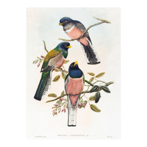 Vintage Tropical Bird Illustration, Bird Art Print Reproduction, 16" X 24"