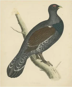Beverly Robinson Morris, Capercaillie Bird, Print