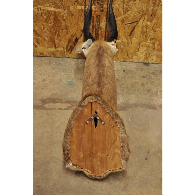 Brown Vintage African Cape Bushbuck Taxidermy Shoulder Mount Cabin Wall Decor For Sale - Image 8 of 12