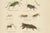 Paper Monumental Orthoptera of Central Europe, 1908, Lithograph, Set of 3 For Sale - Image 7 of 11