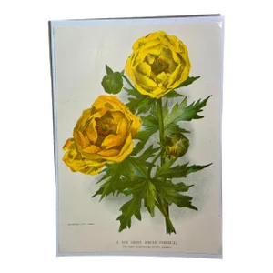 Antique Botanical Print From England Showcasing a Giant Cheerful Yellow Globe Flower - Circa 1893