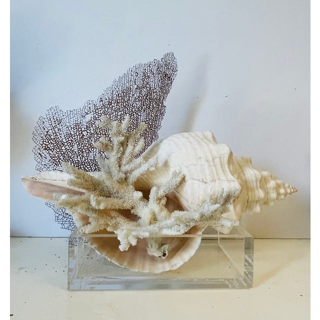 Antique Jumbo Spider Conch Shell 15” For Sale - Image 4 of 9