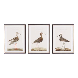 Wandering Birds Study, Set Of 3 For Sale