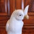 Chinese Export Porcelain Cockatoos - A Pair For Sale - Image 6 of 14