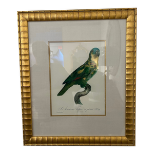 Palm Beach Green Parakeet Book Print Reproduction