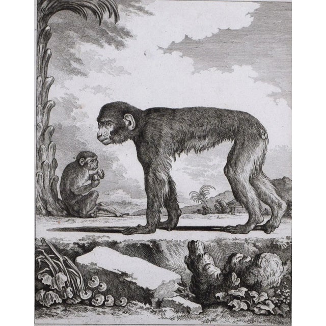 18th Century 18th Century Original French Monkey Engraving by Buffon 1789 For Sale - Image 5 of 8