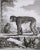 18th Century 18th Century Original French Monkey Engraving by Buffon 1789 For Sale - Image 5 of 8