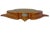 This striking Japanese Satsuma shell-shaped bowl is a beautifully decorative example of Meiji period ceramic artistry,...