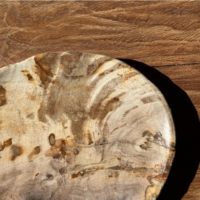Small Trinket Dish in Beige Petrified Wood with Black Spots For Sale - Image 6 of 9