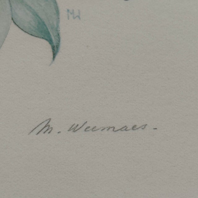 1980s Margot Weemaes 1981 Rhododendron Fragrantissimum Botanical Portfolio Print For Sale - Image 5 of 11