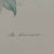 1980s Margot Weemaes 1981 Rhododendron Fragrantissimum Botanical Portfolio Print For Sale - Image 5 of 11