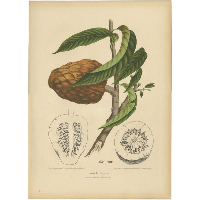 Sheep van Nooten, Bullock's Heart Botanical, 1880, Chromolithograph For Sale - Image 9 of 9
