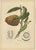 Sheep van Nooten, Bullock's Heart Botanical, 1880, Chromolithograph For Sale - Image 9 of 9