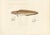 Antique Print of Cusk (Brosme Brosme) with Anatomical Studies – Paris, 1845 This detailed hand-colored lithograph features...
