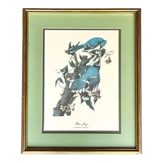 1930s Jj Audubon Birds “Blue Jay” Vintage Collotype Print, Gold Gilt Wooded Frame For Sale