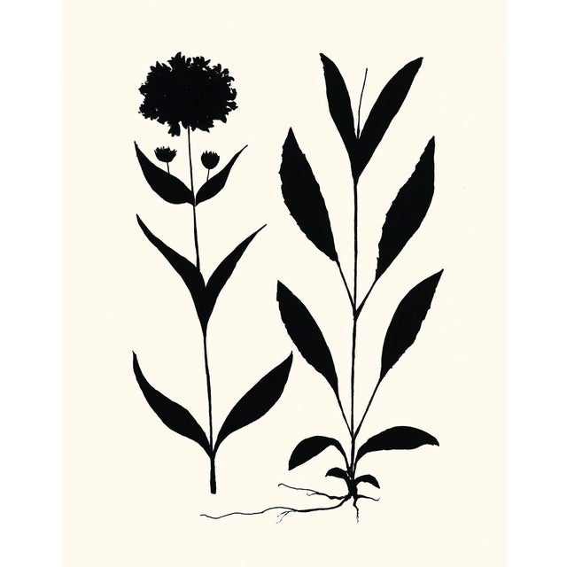 ﻿'Arnica' A fine art giclée printed with archival inks on artist's paper, from an original india ink drawing by Philippa...