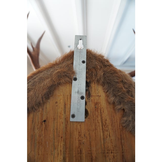 Elk 13 Point Mount Head and Bust For Sale - Image 18 of 18