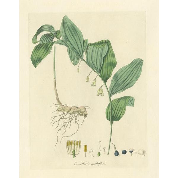 Antique botany print titled 'Convallaria Multiflora'. Hand colored engraving of the common Solomon's-Seal. This print...