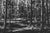 This oil on board painting captures a dense forest scene rendered in striking black and white, evoking a sense of solitude...