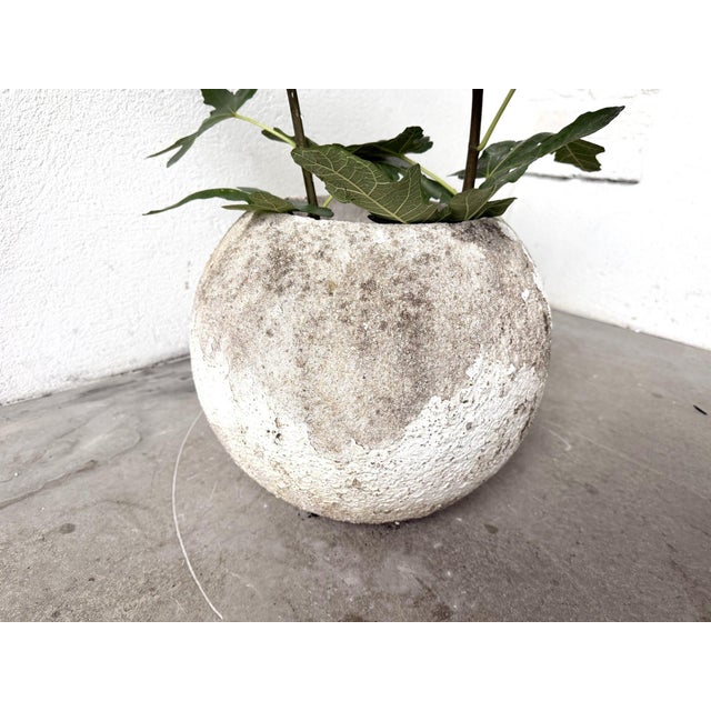 Spherical Planter Made of Fiber Cement, DLG Willy Guhl, 1960s For Sale - Image 4 of 9